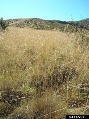 sweet vernalgrass, Anthoxanthum odoratum  (Cyperales: Poaceae) - 5414517