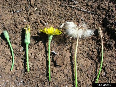 hairy cat's ear, Hypochaeris radicata  (Asterales: Asteraceae) - 5414522