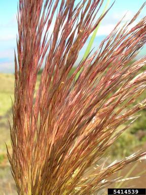 purple pampasgrass, Cortaderia jubata  (Cyperales: Poaceae) - 5414539