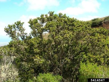 'ohi'a lehua, Metrosideros polymorpha  (Myrtales: Myrtaceae) - 5414547