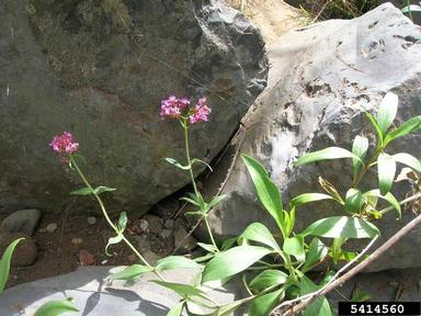 red valerian, Centranthus ruber  (Dipsacales: Valerianaceae) - 5414560
