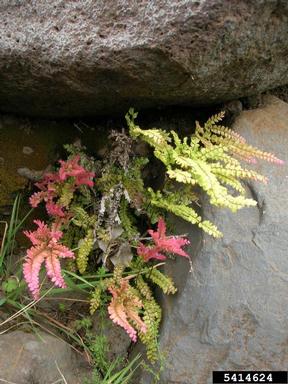 rough maidenhair fern, Adiantum hispidulum  (Polypodiales: Pteridaceae) - 5414624
