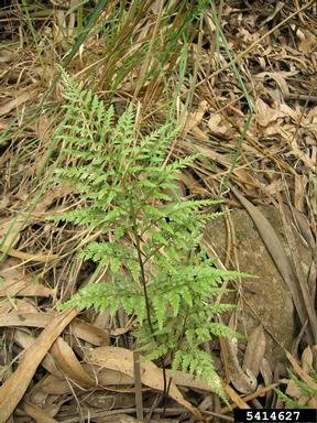 black spleenwort, Asplenium adiantum-nigrum  (Polypodiales: Aspleniaceae) - 5414627