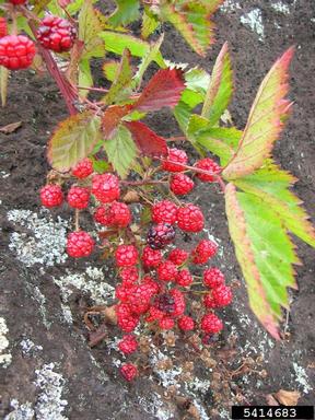 highbush blackberry, Rubus argutus  (Rosales: Rosaceae) - 5414683