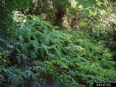 scrambling fern, Diplopterygium pinnatum  (Polypodiales: Gleicheniaceae) - 5414721
