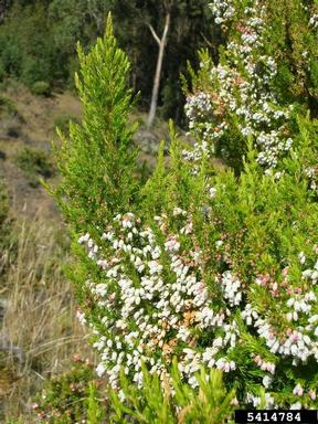 Spanish heath, Erica lusitanica  (Ericales: Ericaceae) - 5414784