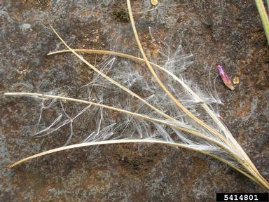 aboriginal willowherb, Epilobium billardierianum  (Myrtales: Onagraceae) - 5414801
