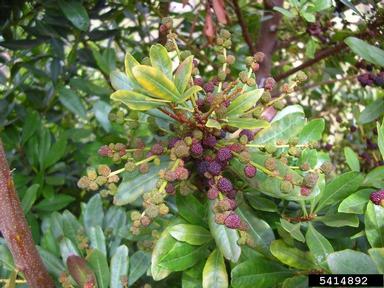 firetree, Morella faya  (Myricales: Myricaceae) - 5414892