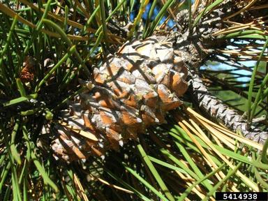 pine, Pinus spp.  (Pinales: Pinaceae) - 5414938