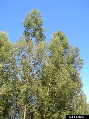black wattle, Acacia mearnsii  (Fabales: Fabaceae (Leguminosae)) - 5414960