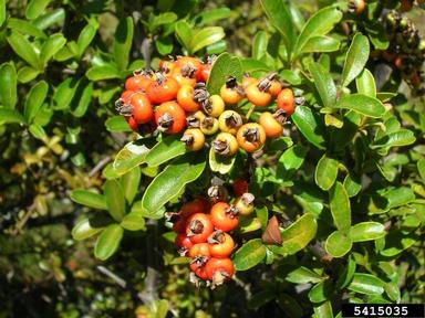 formosa firethorn, Pyracantha koidzumii  (Rosales: Rosaceae) - 5415035