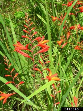 montbretia, Crocosmia x crocosmiiflora  (Liliales: Iridaceae) - 5415045
