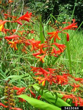 montbretia, Crocosmia x crocosmiiflora  (Liliales: Iridaceae) - 5415046