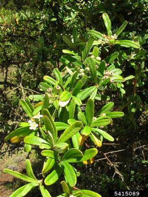 formosa firethorn, Pyracantha koidzumii  (Rosales: Rosaceae) - 5415089