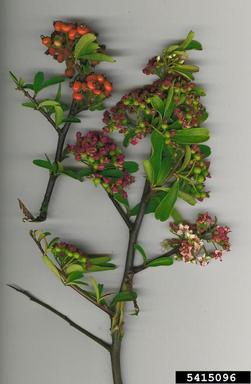 formosa firethorn, Pyracantha koidzumii  (Rosales: Rosaceae) - 5415096