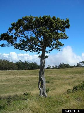 'ohi'a lehua, Metrosideros polymorpha  (Myrtales: Myrtaceae) - 5415134