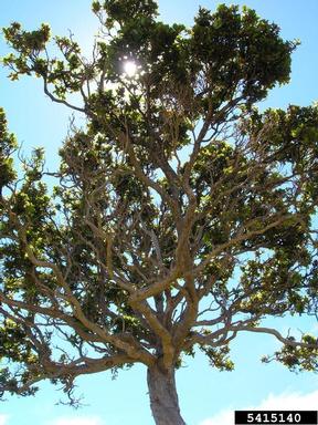 'ohi'a lehua, Metrosideros polymorpha  (Myrtales: Myrtaceae) - 5415140