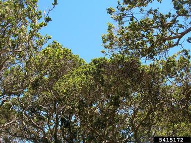 'ohi'a lehua, Metrosideros polymorpha  (Myrtales: Myrtaceae) - 5415172