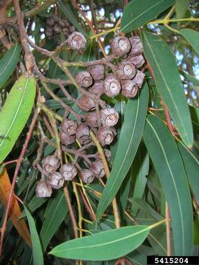 rose gum, Angophora costata  (Myrtales: Myrtaceae) - 5415204