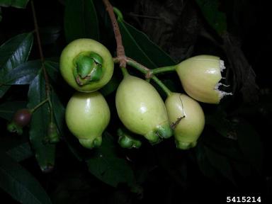 Malabar plum, Syzygium jambos  (Myrtales: Myrtaceae) - 5415214