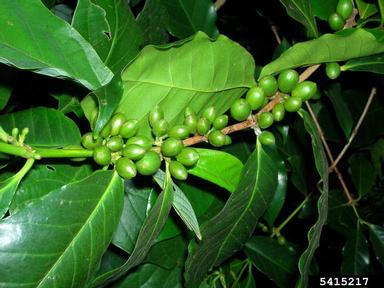 Arabian coffee, Coffea arabica  (Rubiales: Rubiaceae) - 5415217