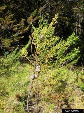 Monterey cypress, Cupressus macrocarpa  (Pinales: Cupressaceae) - 5415225