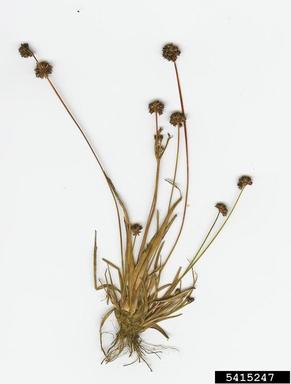 broadleaf rush, Juncus planifolius  (Juncales: Juncaceae) - 5415247