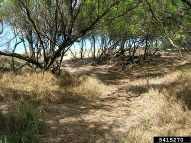 guineagrass, Megathyrsus maximus  (Cyperales: Poaceae) - 5415270