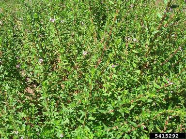 pukamole, Lythrum maritimum  (Myrtales: Lythraceae) - 5415292