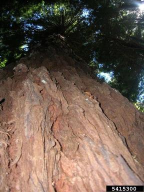 redwood, Sequoia sempervirens  (Pinales: Taxodiaceae) - 5415300