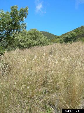 common velvetgrass, Holcus lanatus  (Cyperales: Poaceae) - 5415321
