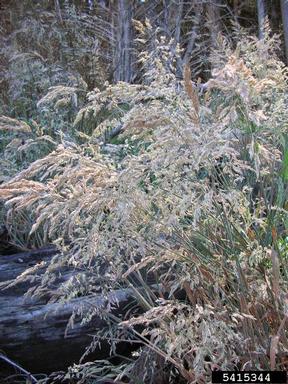 common velvetgrass, Holcus lanatus  (Cyperales: Poaceae) - 5415344