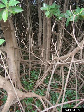 red mangrove, Rhizophora mangle  (Rhizophorales: Rhizophoraceae) - 5415406