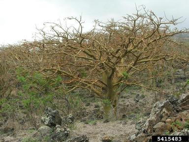 wili wili, Erythrina sandwicensis  (Fabales: Fabaceae (Leguminosae)) - 5415483