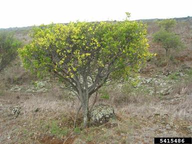 montane false ohelo, Wikstroemia monticola  (Myrtales: Thymelaeaceae) - 5415486