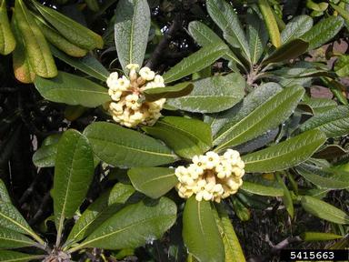 ho'awa, Pittosporum confertiflorum  (Rosales: Pittosporaceae) - 5415663
