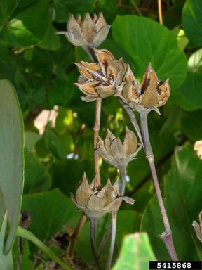 sea hibiscus, Hibiscus tiliaceus  (Malvales: Malvaceae) - 5415868