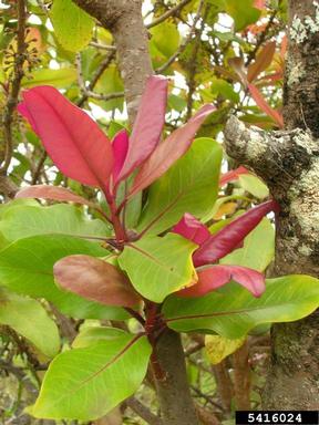 Lanai colicwood, Myrsine lanaiensis  (Primulales: Myrsinaceae) - 5416024