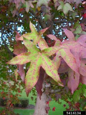 sweetgum, Liquidambar styraciflua  (Hamamelidales: Hamamelidaceae) - 5416134