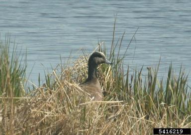 American widgeon, Anas americana  (Anseriformes: Anatidae) - 5416219