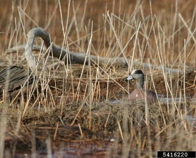 American widgeon, Anas americana  (Anseriformes: Anatidae) - 5416220