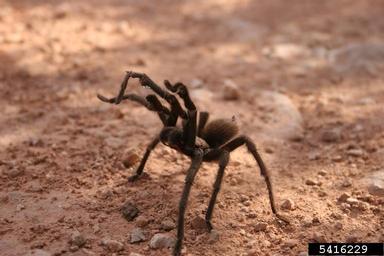 tarantulas,    (Araneae: Theraphosidae) - 5416229