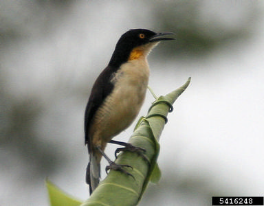 black-capped mockingthrush , Donacobius atricapilla  (Passeriformes: Troglodytidae) - 5416248