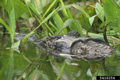 black caiman, Melanosuchus niger  (Crocodilia: Crocodylidae) - 5416254