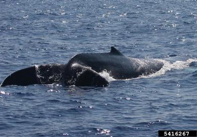 humpback whale, Megaptera novaeangliae  (Cetacea: Balaenopteridae) - 5416267