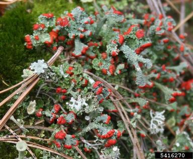 British soldier lichen, Cladonia cristatella  (Lecanorales: Cladoniaceae) - 5416270