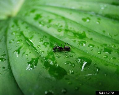 ant, Paraponera clavata  (Hymenoptera: Formicidae) - 5416272