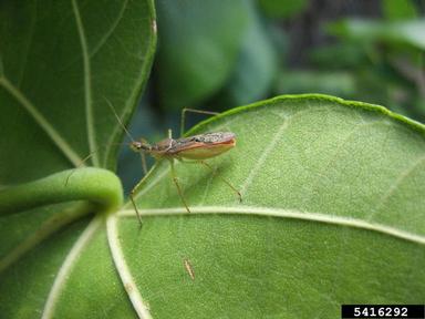 assassin bug, Zelus renardii  (Hemiptera: Reduviidae) - 5416292