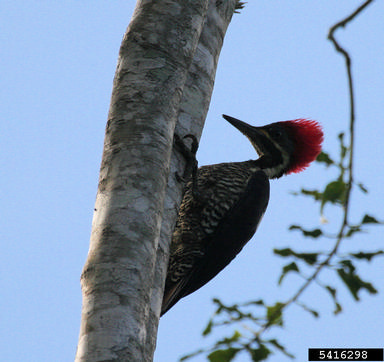 lineated woodpecker, Dryocopus lineatus  (Piciformes: Picidae) - 5416298