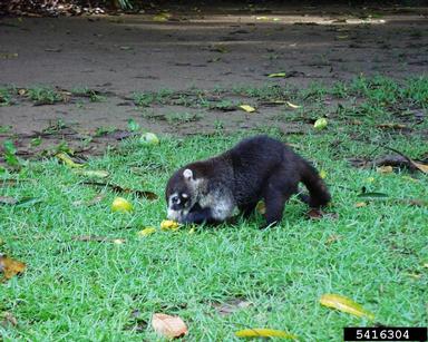 White-nosed Coati , Nasua  narica  (Carnivora: Procyonidae) - 5416304